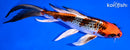 7.5" KUJAKU BUTTERFLY