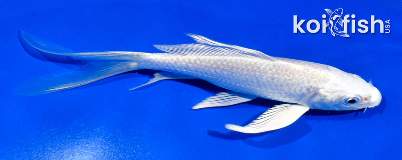 5" GINRIN PLATINUM OGON BUTTERFLY