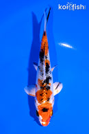 5.25" YAMATO NISHIKI