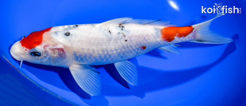 9.25" MARUTEN SANKE