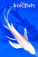 5" PLATINUM OGON BUTTERFLY