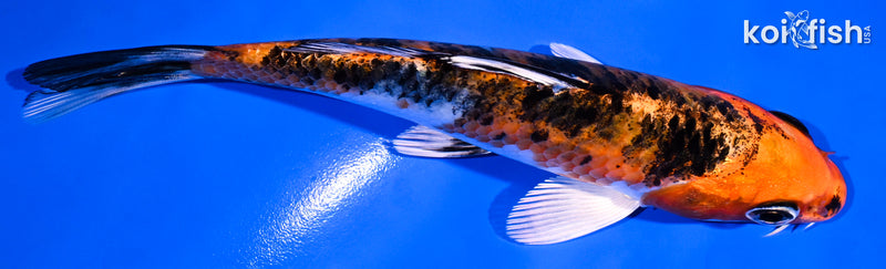 5.5" YAMATO NISHIKI