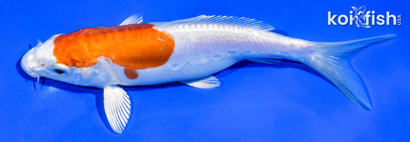 6.5" KIKUSUI