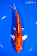 7.5" DOITSU GIN ORENJI BEKKO