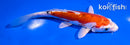 5.5" HEISEI NISHIKI