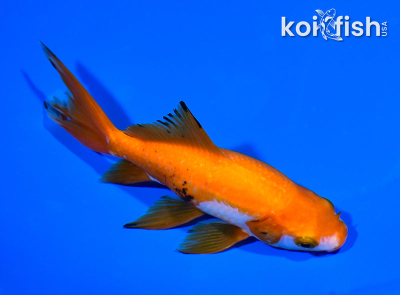 5.5" WAKIN GOLDFISH