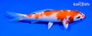 6" HARIWAKE
