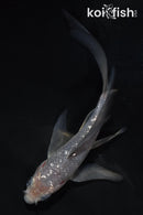 5" GINRIN SOROGOI BUTTERFLY