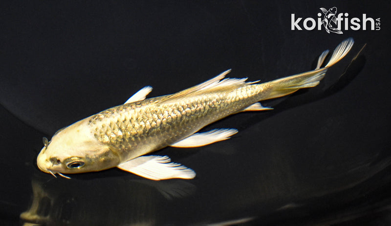 5.5" GINRIN KI MATSUBA BUTTERFLY