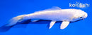 5.5" DOITSU PLATINUM OGON