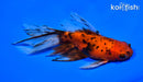 5.75" WATONAI GOLDFISH