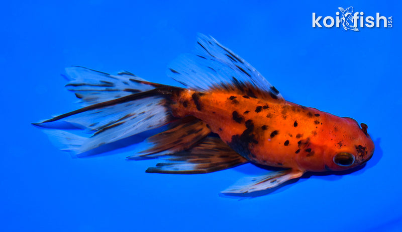 5.75" WATONAI GOLDFISH