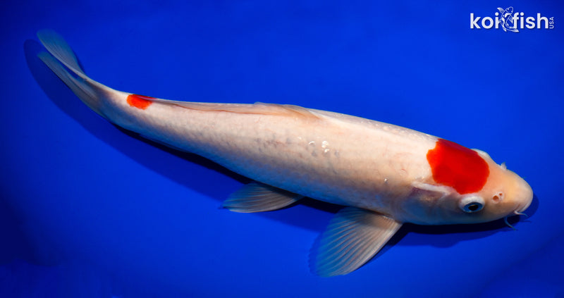 13.5" MARUTEN KOHAKU