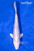 6" DOITSU PLATINUM OGON