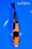6.5" AKA SANKE
