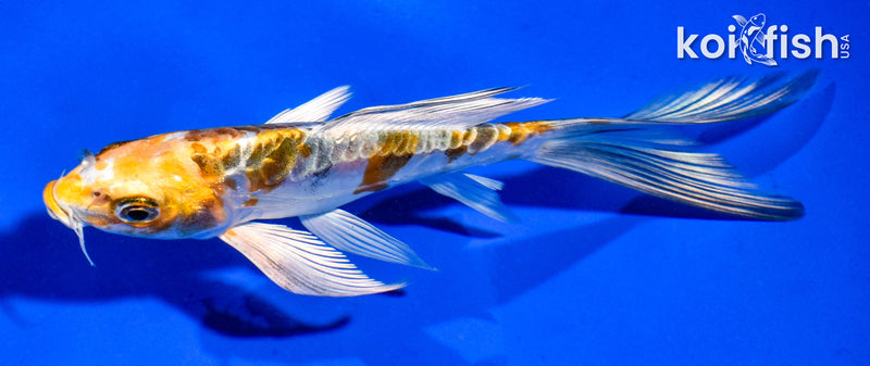 5" ARAGOKE KIN KIKOKURYU BUTTERFLY