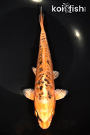 8" ARAGOKE ORENJI MATSUBA