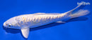 6.75" DOITSU LEMON HARIWAKE