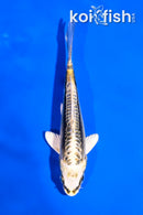 4.5" KIN KIKOKURYU