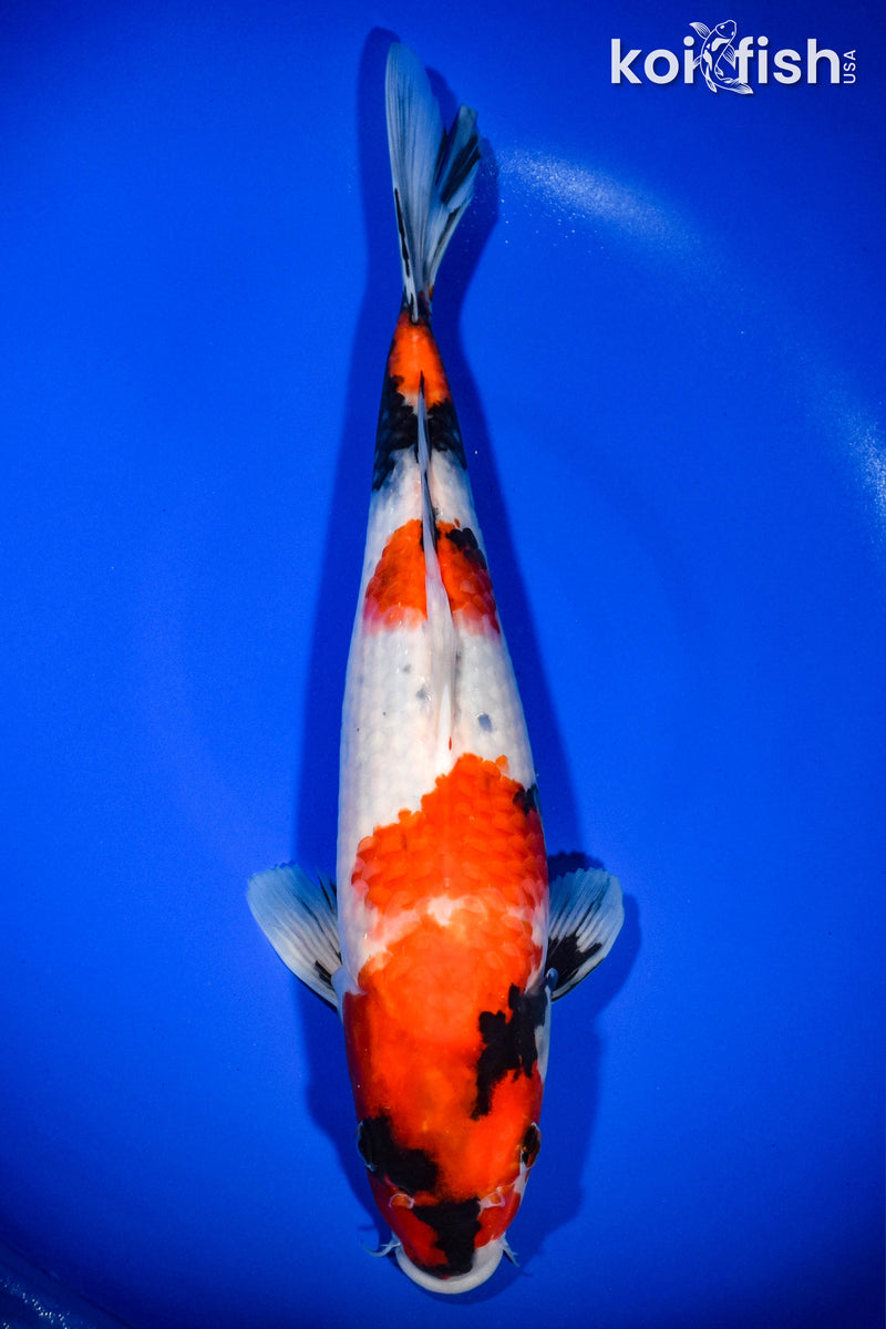 14.25" SHOWA