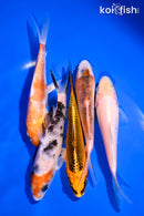 PACK OF (5) 4.5-6" STANDARD KOI