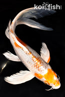 9.75" HARIWAKE BUTTERFLY