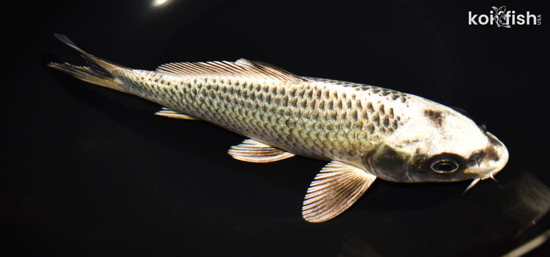 8.5" GIN MATSUBA