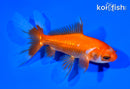 6" WATONAI GOLDFISH