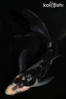 5.25" GINRIN SHIRO UTSURI BUTTERFLY