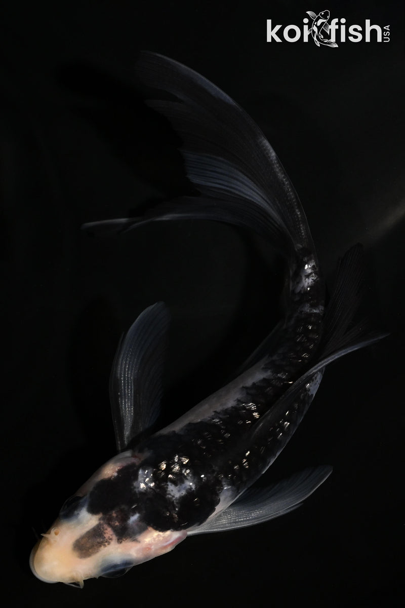 5.25" GINRIN SHIRO UTSURI BUTTERFLY