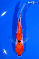 5.25" DOITSU GOSHIKI