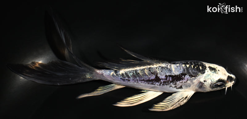 5.25" KIKOKURYU BUTTERFLY