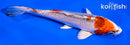 5.5" KUJAKU