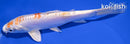 6.5" KIKUSUI