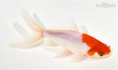 5.75" WAKIN GOLDFISH