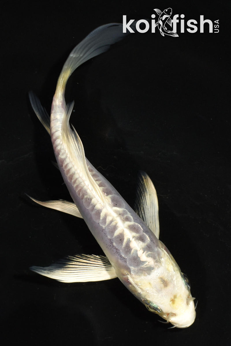 5.5" KIKOKURYU BUTTERFLY