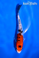 4.5" GINRIN YAMATO NISHIKI