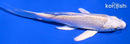 4.5" LEMON HARIWAKE BUTTERFLY