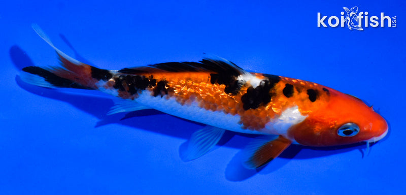 5.5" GINRIN SANKE