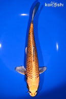9.75" KIN ORENJI MATSUBA