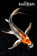 8" KUJAKU BUTTERFLY
