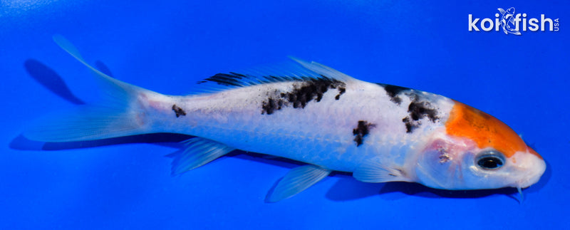 5.5" SANKE
