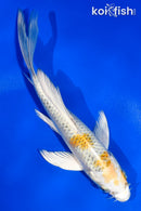 5.5" KUJAKU BUTTERFLY