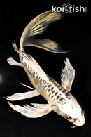 11.25" KIN KIKOKURYU BUTTERFLY
