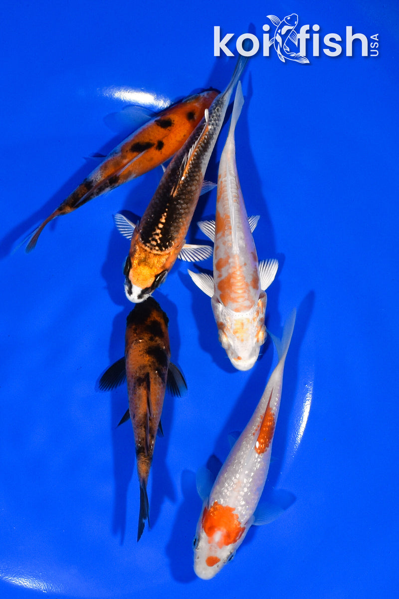 PACK OF (5) 3.25"- 3.75" STANDARD KOI