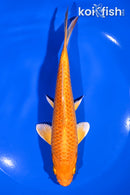 6.5" ORENJI OGON