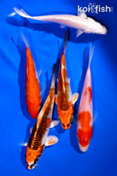 PACK OF (5) 4-5" STANDARD KOI