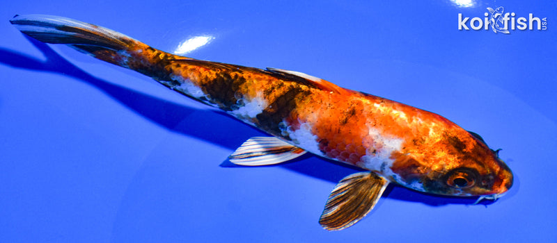 6.75" KIN SHOWA
