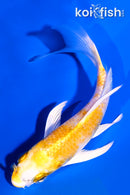 4.75" LEMON HARIWAKE BUTTERFLY