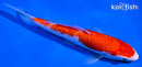 7" GINRIN KOHAKU